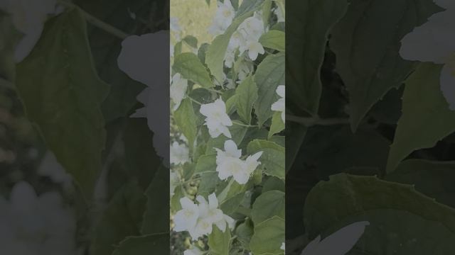 1000014558.mp4