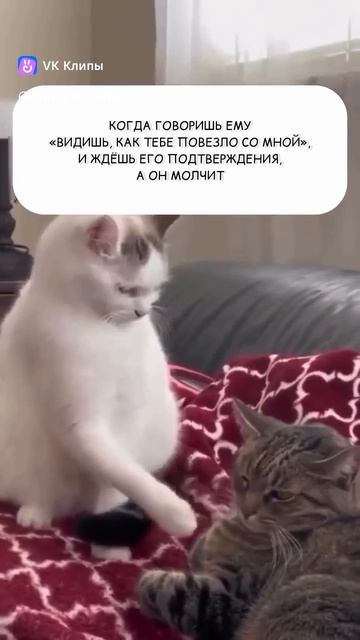 😽😼