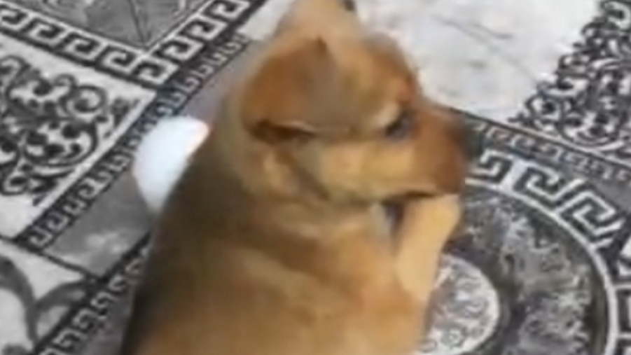 АПОРТ - ВЗЯТЬ КОРОВУ ... 🐶