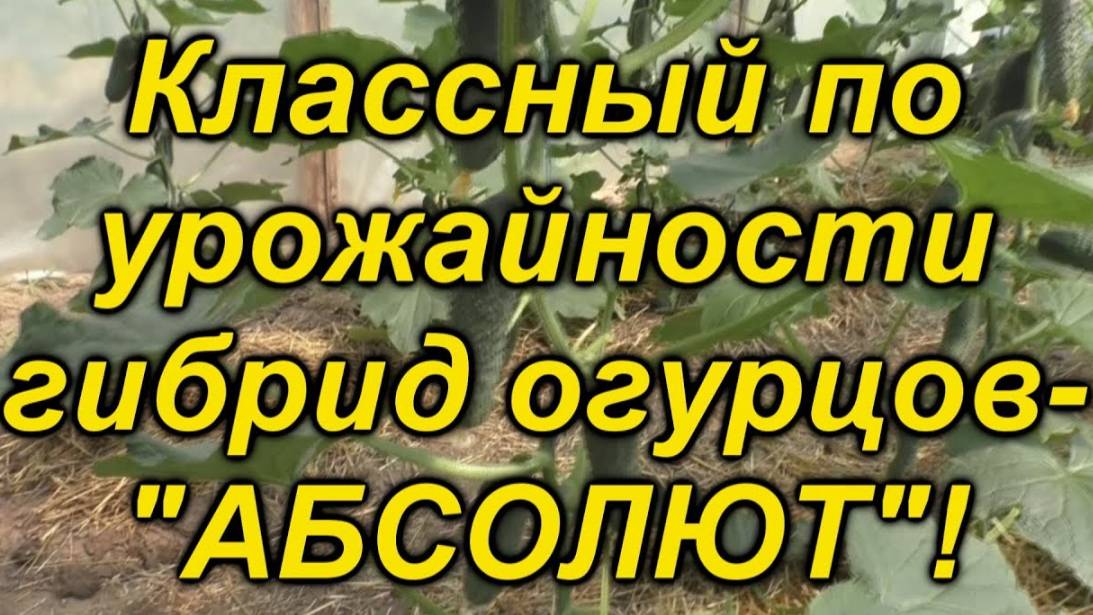 Выращивание огурцов гибрида "Абсолют". Полный разбор агротехники и ошибок.