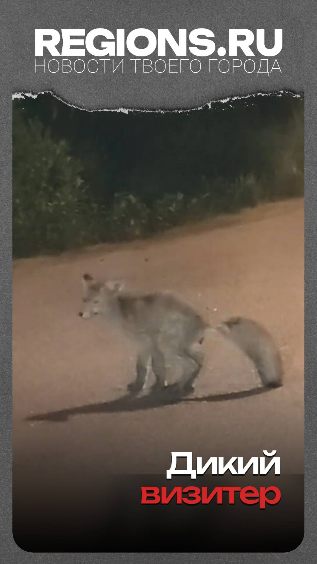 Дикий визитёр