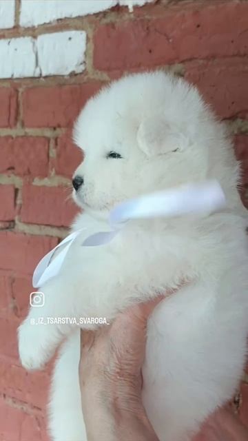малышка 3 Лили и Милоша