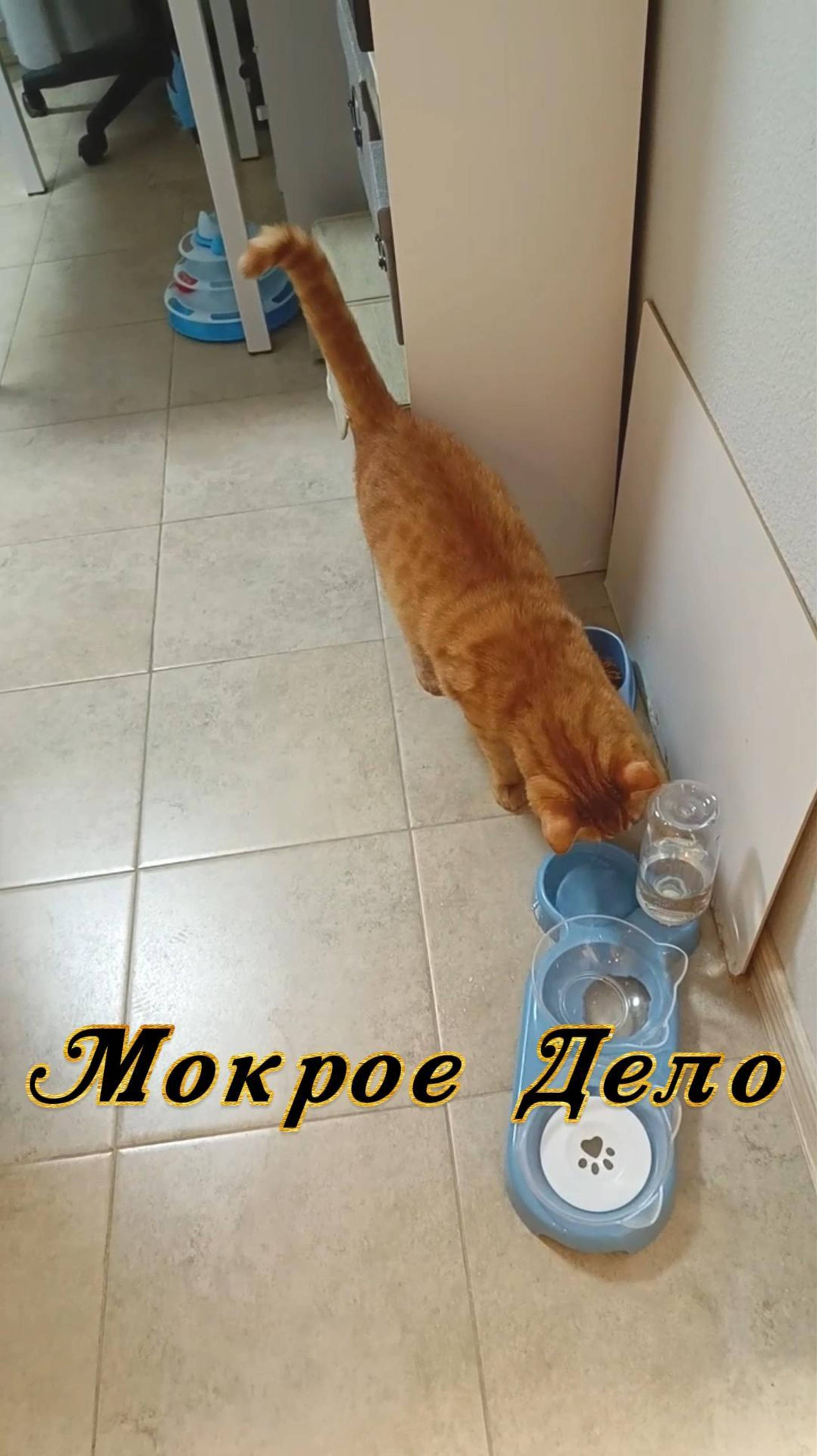 Мокрое дело кота Фени