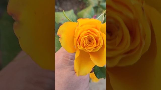 🌹🌹🌹