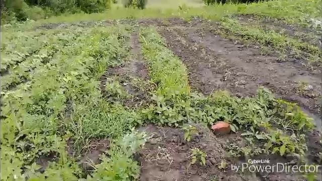 Съездила по делам / Мой огород.