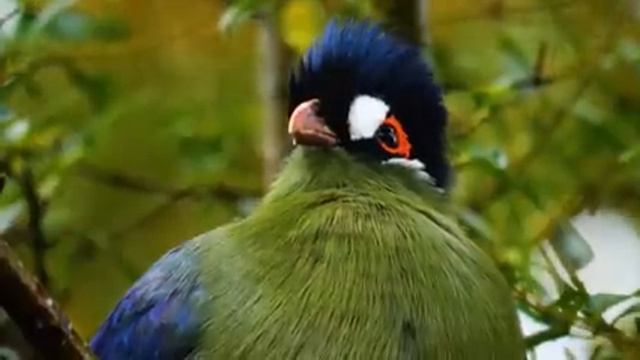 Самые красивые животные на планете: обзор удивительных созданий ч.68