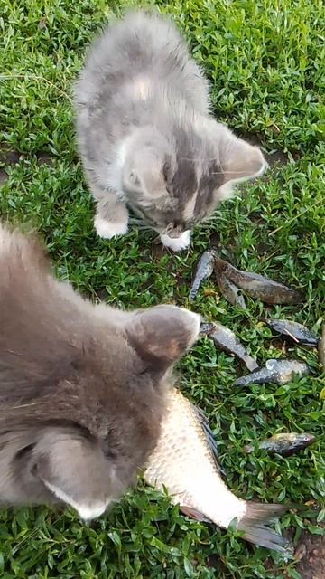 VID_20250618_173632.mp4 наловил рыбки для котиков 🐱🐱🐱