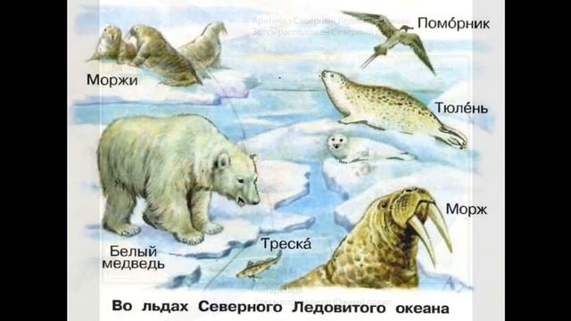 медведи