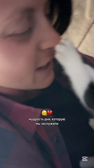 без кота и жизнь не та, ну