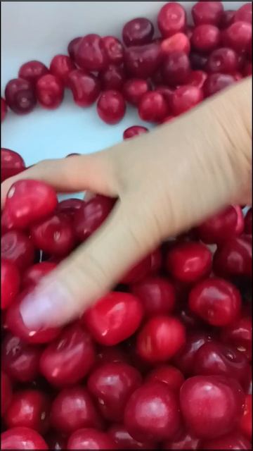 Черешня. Черешенка❤️