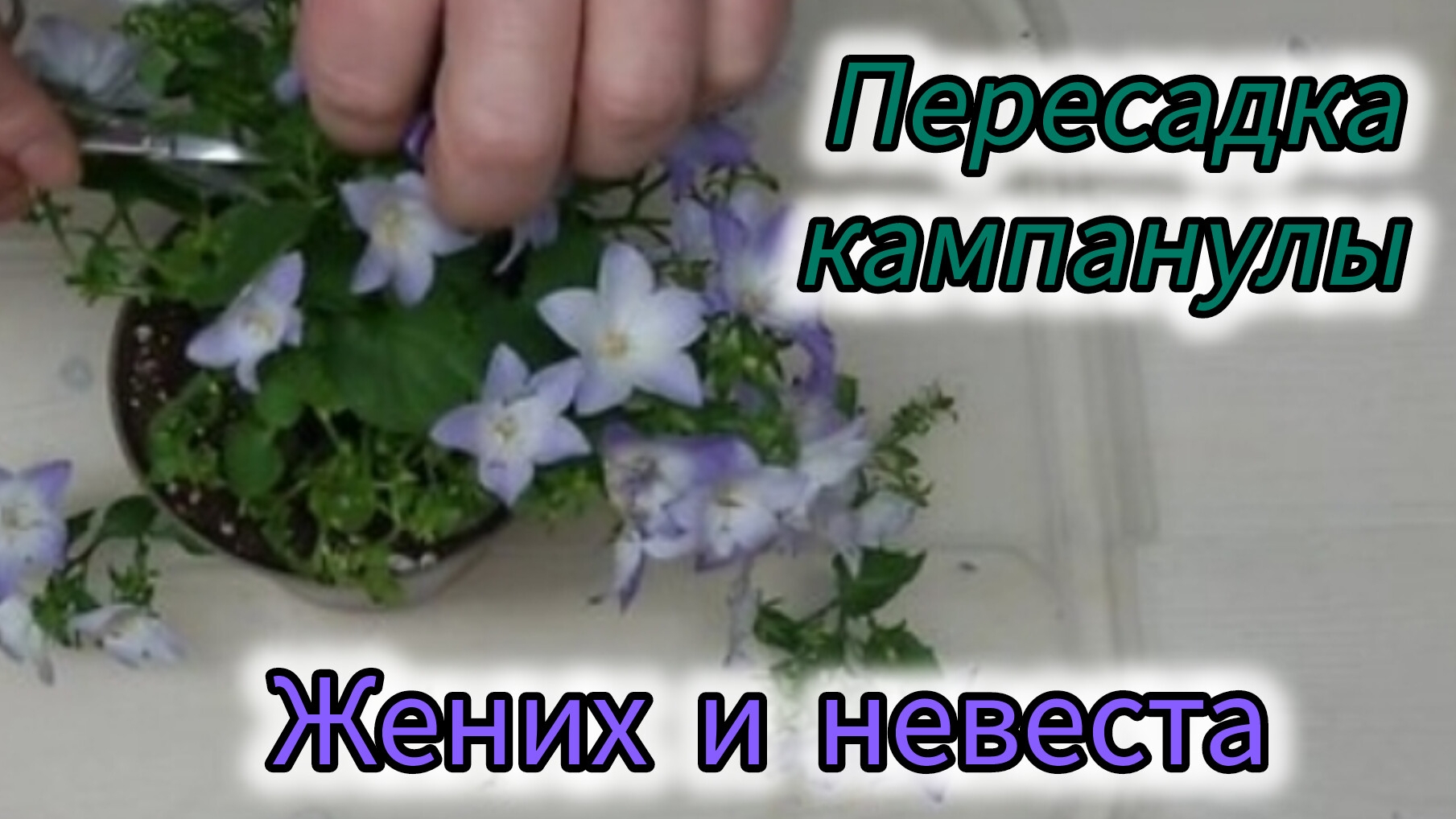Пересаживаю кампанулу