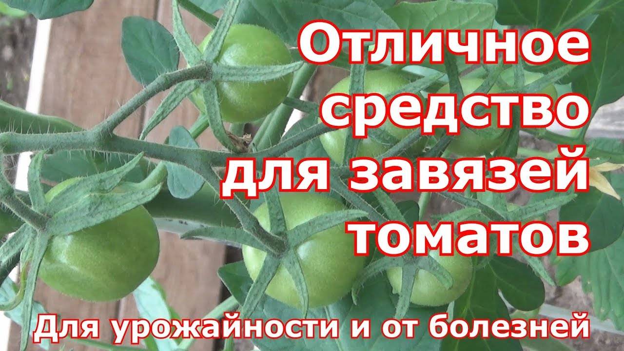Томаты 100% завяжутся, если в ИЮНЕ внести ЭТО 1 раз. Больше не потребуется