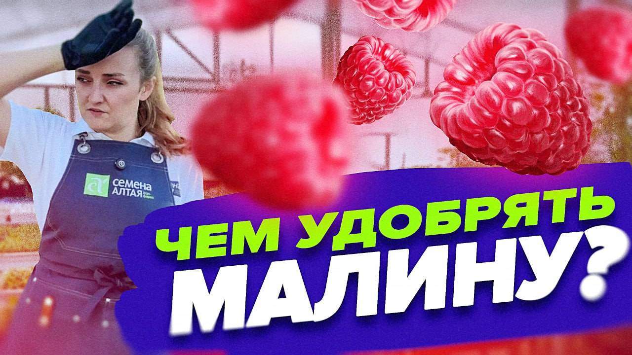 ЧЕМ ПОДКОРМИТЬ МАЛИНУ ЛЕТОМ