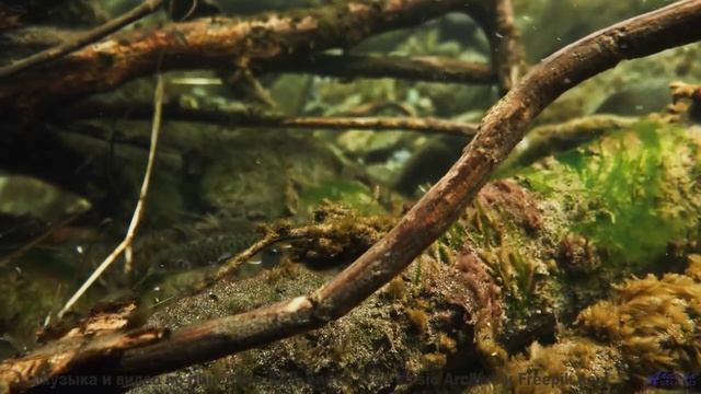 Пейзажи превращаются в живую симфонию с этим звучанием - Smallest Things In The Forest-[AudioTrimmer