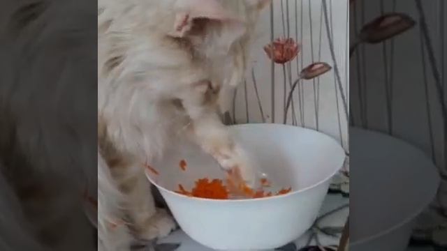 Мейн кун - любитель морковки🤗