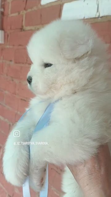 малыш 1 Лили и Милош