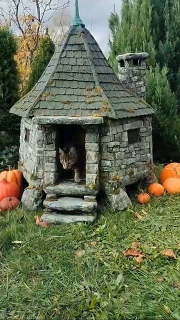Наш TG https://t.me/liveofcats