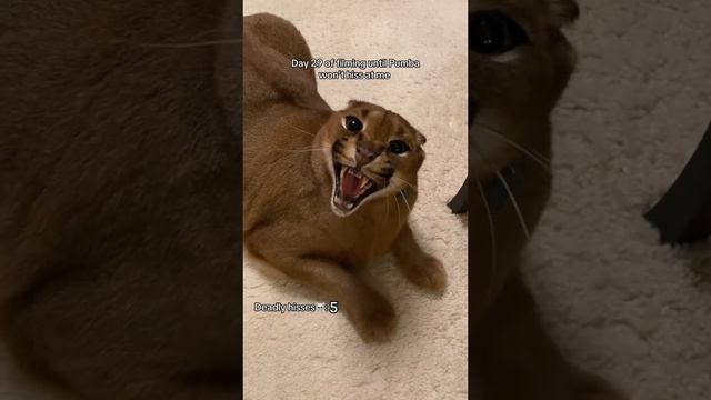 Приручение очень злого хищника))
