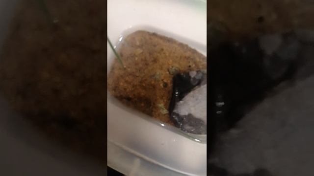 VID_20250617_234634.mp4