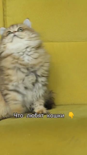 Что они любят делать больше всего?