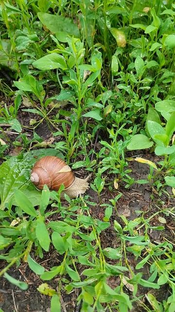 ⚡️☘️🐌