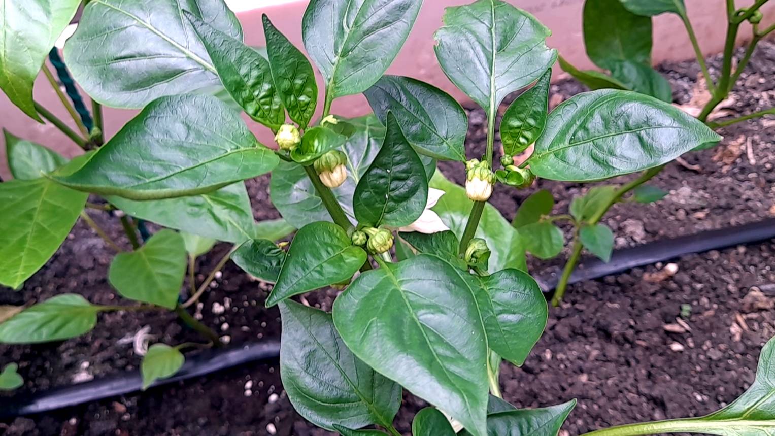 Перцы зацвели. Подкормка перца в июне – закладка основ урожая. Простые секреты ухода за перцем