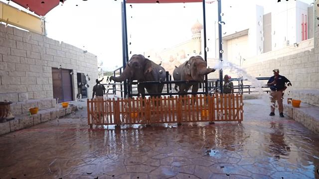 Диана и Рома Диана и Рома поздравляют папу с днем рождения и другие новые истории для детей - Видео