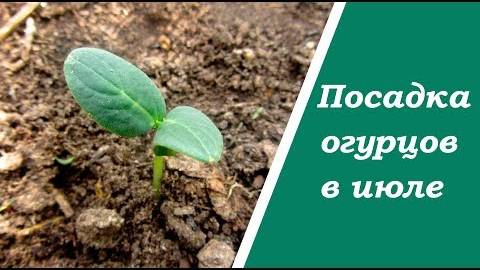 Вторая посадка огурцов в летний период