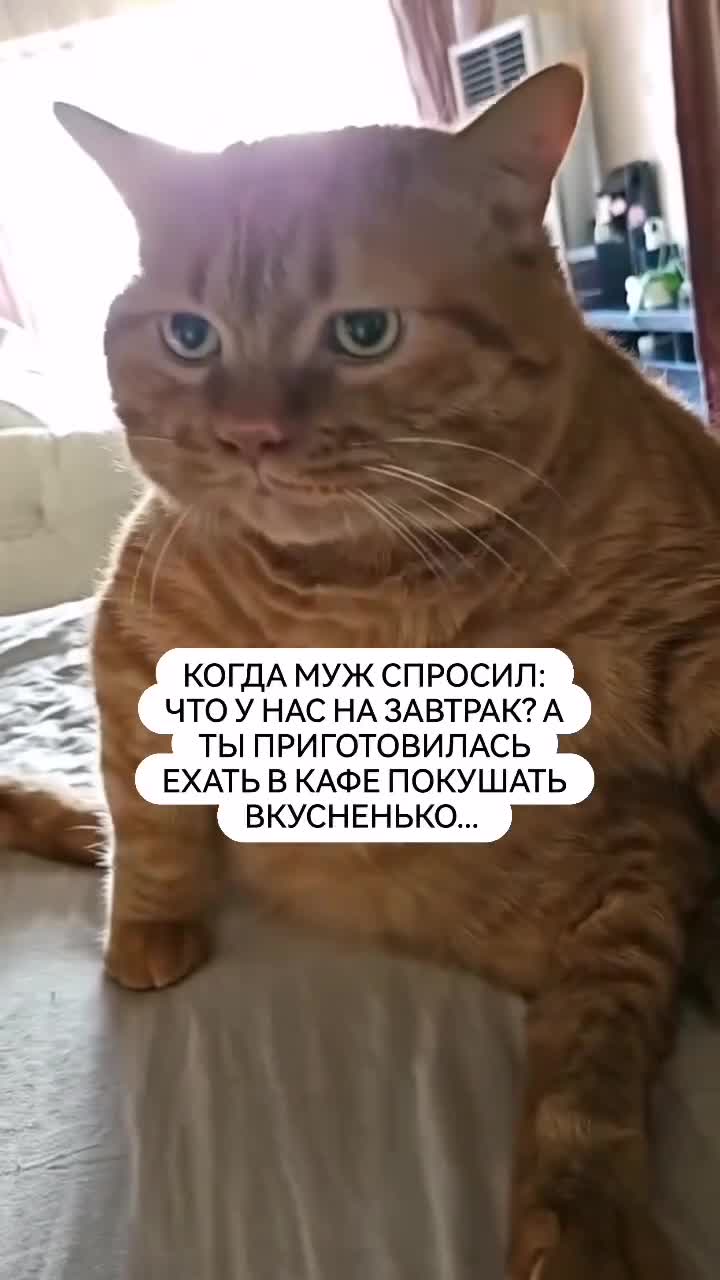 Рыжий толстый кот шипит и бьет камеру 🐈