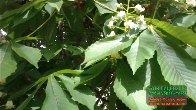 КАК ЦВЕТУТ КАШТАНЫ_