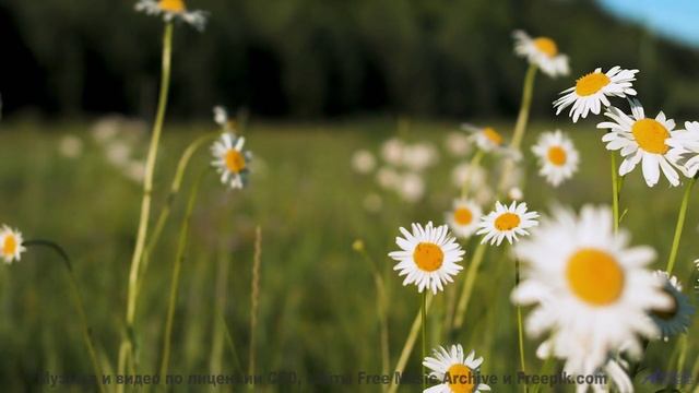 Самое романтичное сочетание звуков и образов в истории! - 20 Minute Meditation 11 -- HoliznaCC0 -- S