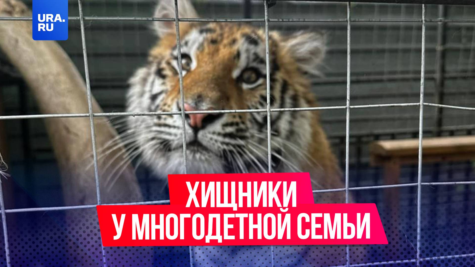 Тигра и леопарда без документов нашли у многодетной семьи в Подмосковье