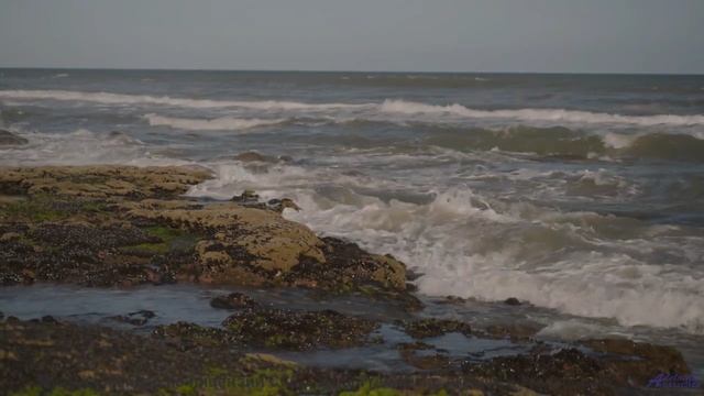 Что скрывают от нас эти кадры природы Правда шокирует! - Honied Through -- Big Quiet -- Live at Mont