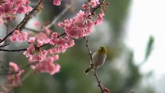 Самые красивые животные на планете: обзор удивительных созданий ч.75