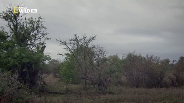 Тимбавати   мир диких кошек  Нежные убийцы