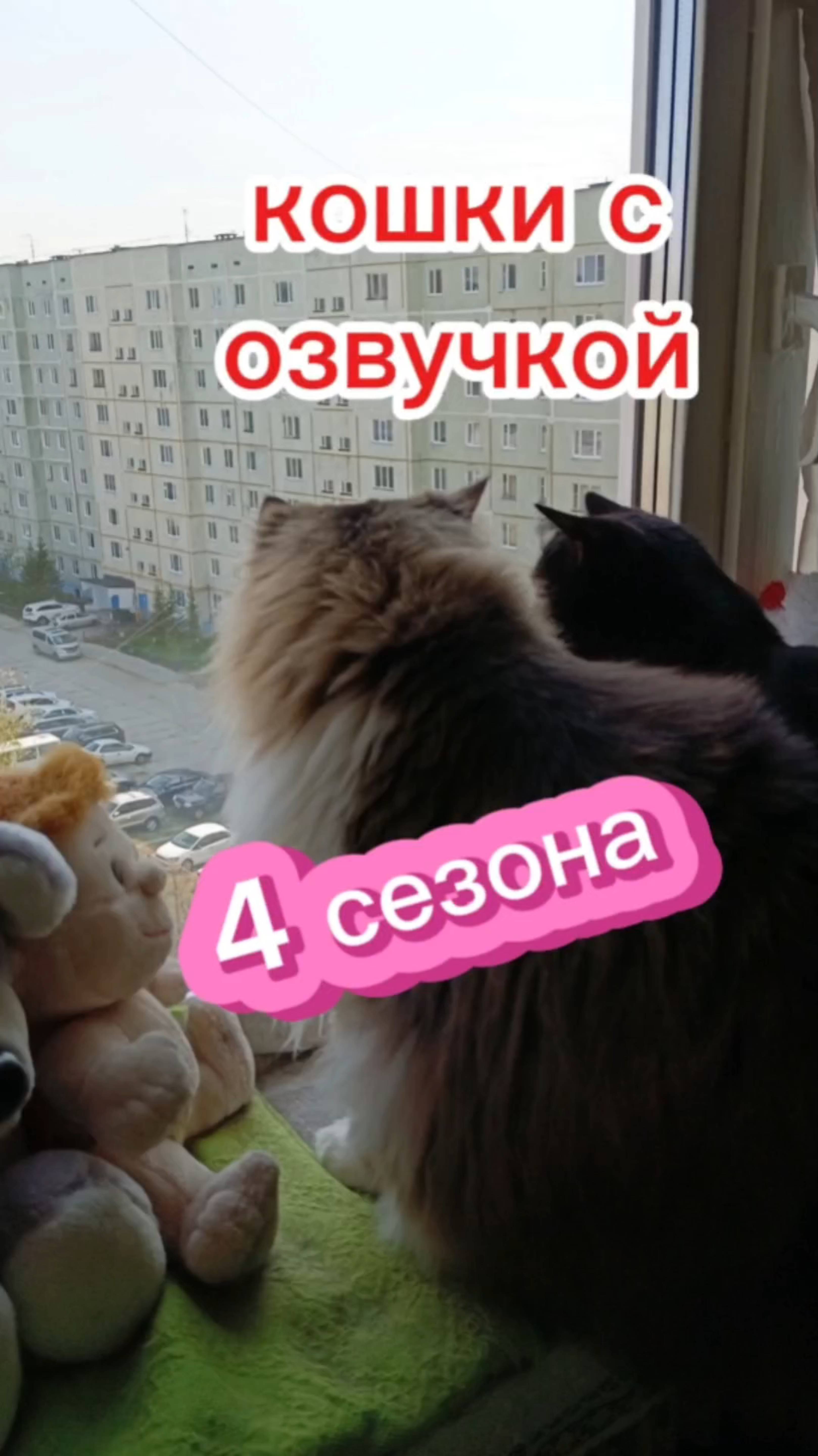 4 сезона😂 Кошки с озвучками.