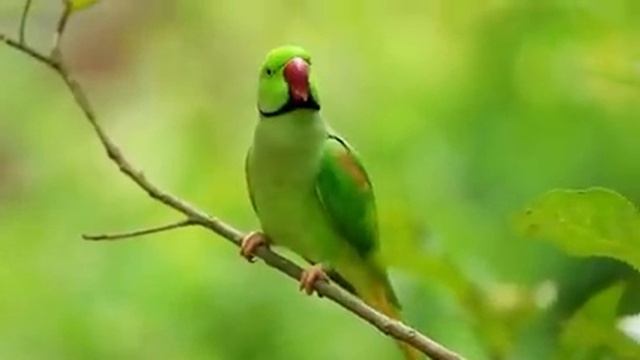 Самые красивые животные на планете: обзор удивительных созданий ч.46
