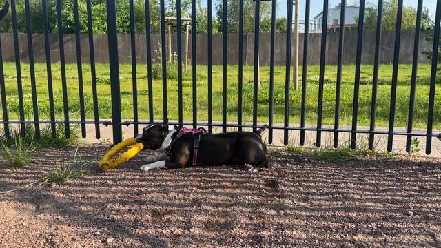 Игривое настроение 🐶☀️