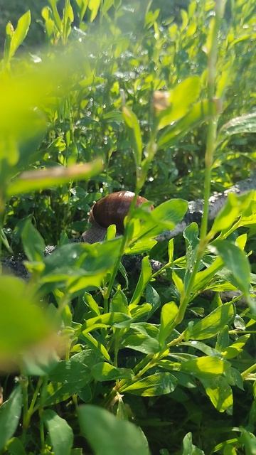 ⚡️☀️☘️🐌
