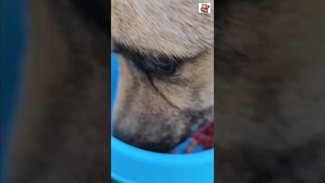 Ребята поблагодарили Друзей за подарки 🎁🙏❤️ и угостили Баксика его любимой земляникой ❤️🍓🐶