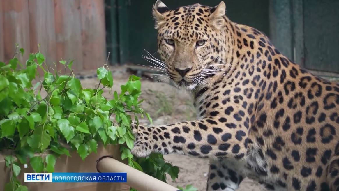 Сотрудники Зоосада на Вотчине Деда Мороза поделились видео с показательным кормлением леопарда