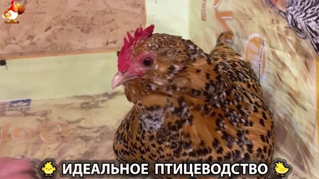 Идеальное птицеводство достойно восхищения 🐓🦆🦢🦚🦃🐔 эпизод (256)
