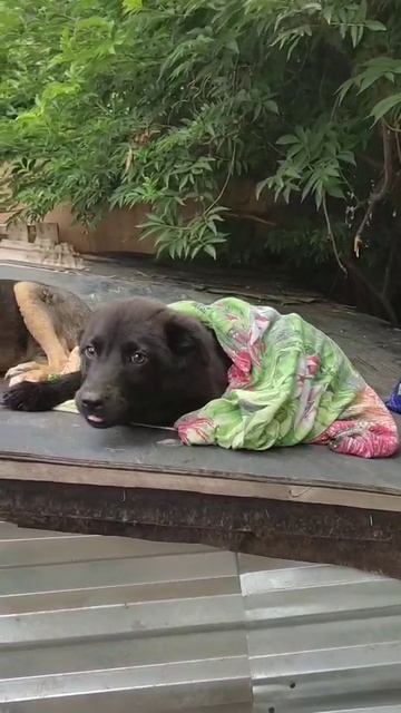 Мальчик щенок ищет добрые руки