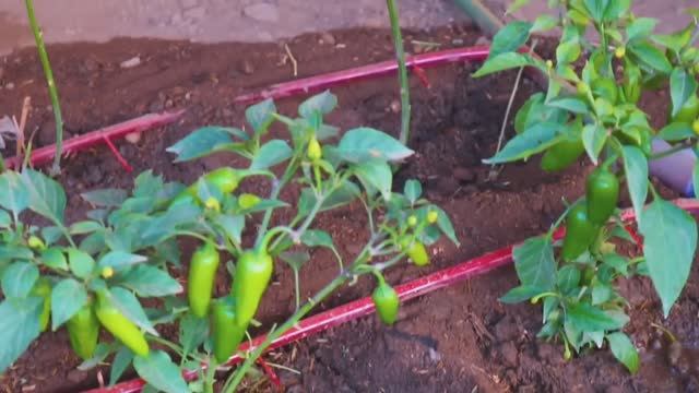 Капельный полив самотёком без насоса из бочки на 200 л с регулировкой каждому растению