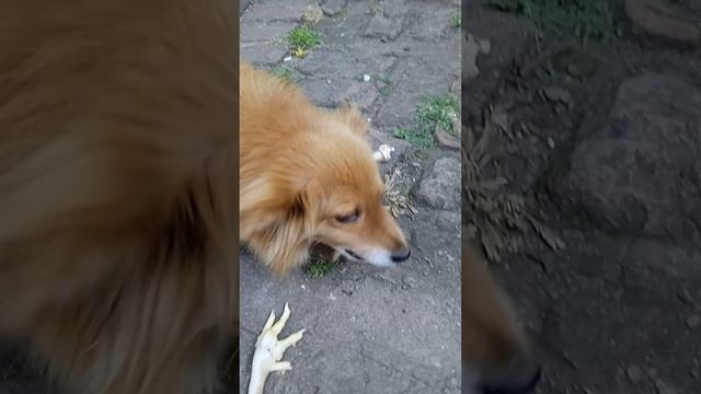 1000010097.mp4 Грызем  лапы.Инна Гетц.