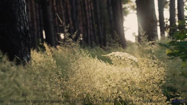 Хочется бежать по полям под этот невероятный саунд - Dream within a Dream (ID 732) -- Lobo Loco -- D