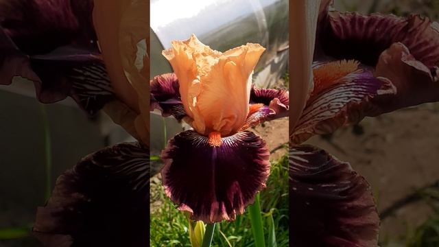ирис КОЗЫРНЫЙ ТУЗ