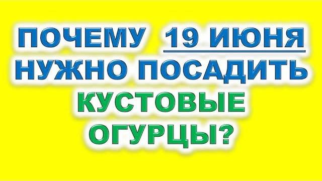 Почему 19 июня нужно посадить кустовые огурцы Выращиваем быстро отменный урожай для заготовок