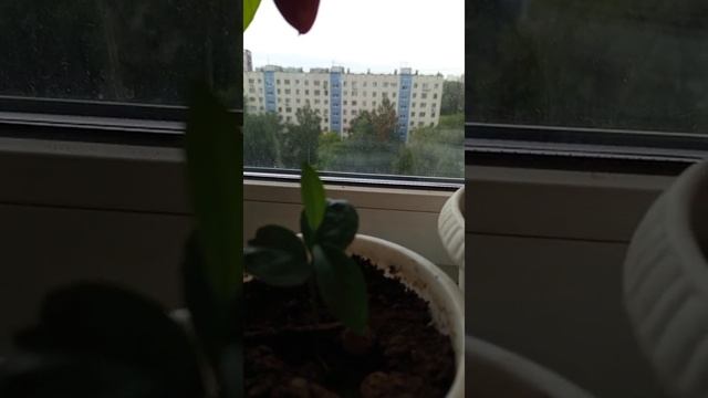 2025-06-18 Перчик на подоконнике покраснел.
