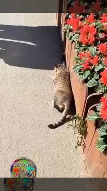 VID_20250618_214207_882.mp4